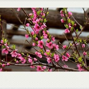 【习 拍】 春 —— 桃 之 妖 妖.......