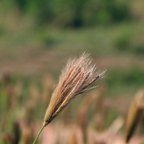 秋天来了 花的季节交换也来了
