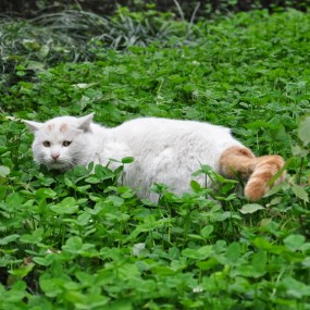 幾張貓咪，請老師們指導