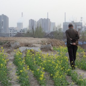 城市中的油菜花
