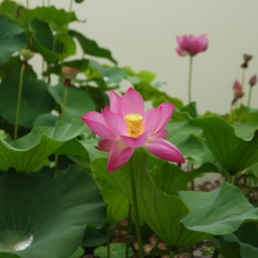 西安大唐芙蓉园的荷花