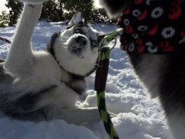 哈士奇遇上下雪天，千万要看住了，智商觉醒就拦不住它了