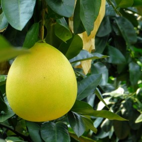 家乡特产：柚子