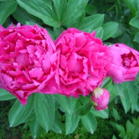 今天刚拍的芍药花 西安牡丹园 芍药花一组