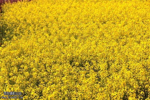 2011.4.16长安油菜花。。。