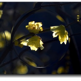 犹有花枝俏——腊梅