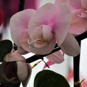 花卉——胡蝶兰