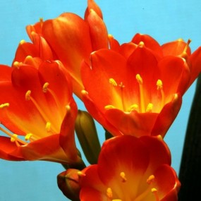 君子兰开花了，闲着无事，拍了几张，可谓是“自斟自饮”、自我欣赏、心情舒畅也。