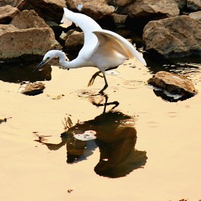 浐灞夕阳下的白鹭们