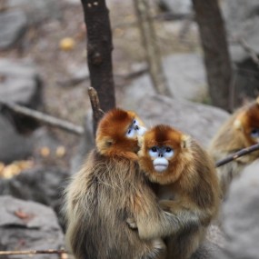 秦岭深处的生灵