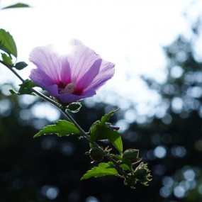 怀念一下 周6  的阳光 欢迎各界专家鉴临指导!