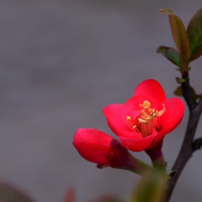 姹紫嫣红海棠花