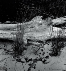 捕捉山水画的情愫