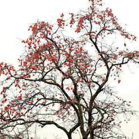 水墨丹青*事事如意