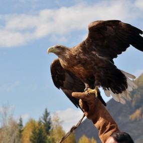新疆禾木被禁锢的鹰