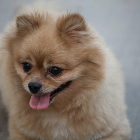 这两天—拍的有人，有猫，有狗，有蹭拍