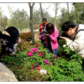 世博园里学拍花