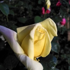 晚上手机拍月季花