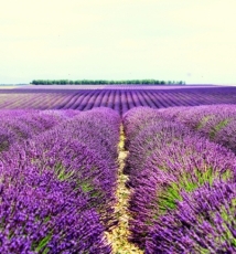薰衣草庄园