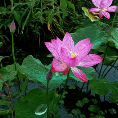 P图上路【荷之韵】