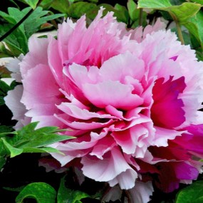 百花园中娇艳牡丹吐芳香