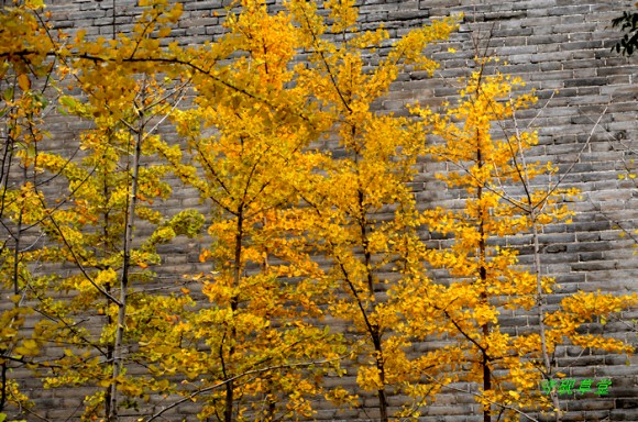 深秋(拍于环城公园)