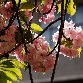 【习 拍】樱 花 正 开 时.....