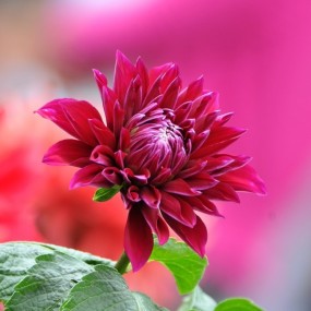 2015年兴庆公园大丽花展