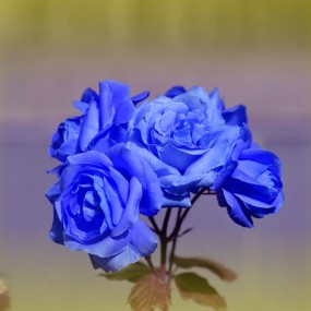 红色月季变妖姬