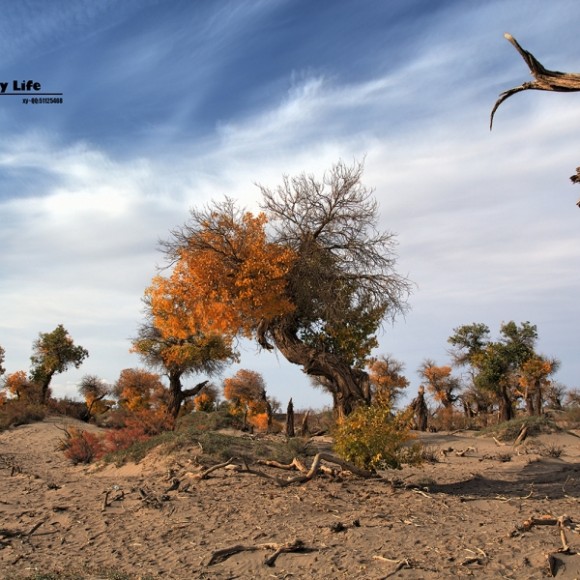 也发几张额济纳旗胡杨树