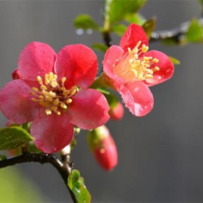 迎春故早发，独自不疑寒。畏落众花后，无人别意看。+