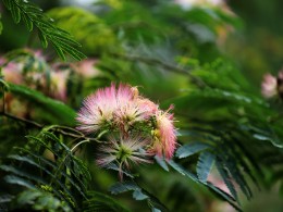 一组【合欢花】