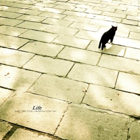 有一种优雅 叫流浪