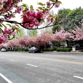 美丽的樱花一条街———高新二路