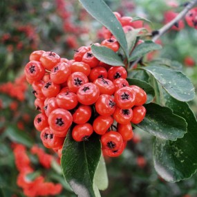 红红的沙棘压枝头