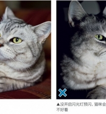 一只猫的不同写真