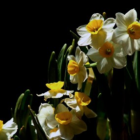 凌波仙子报春来