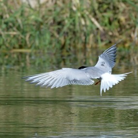 湿地公园的燕尾鸥--2
