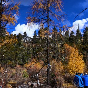 《林野在呼唤》