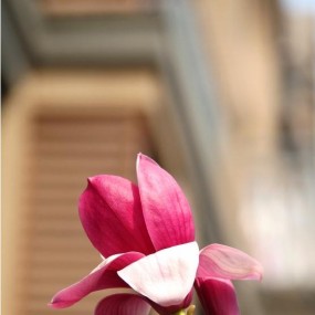 寻找人间最美四月天