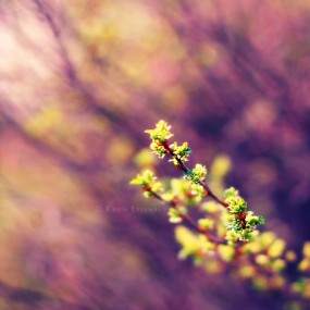 摄影师Karin Eberhard精彩微距摄影作品(二)