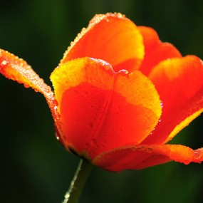 翡翠玛瑙郁金香