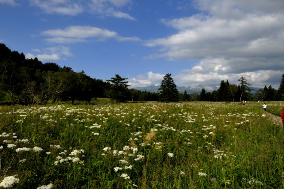 长白花谷春满园
