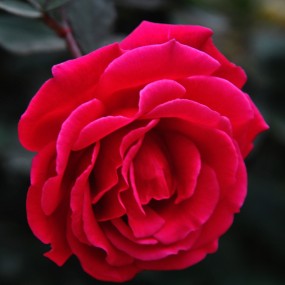 上周末捐衣路上拍的花花