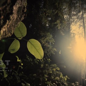 .........秋天日记.........