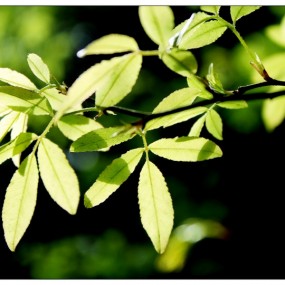 春天就应该是绿色的