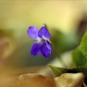 森林里的植物世界（7）