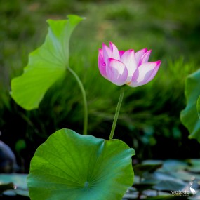 【荷     趣】