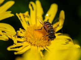 秋天之花草虫影