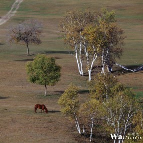 坝上【蛤蟆坝】